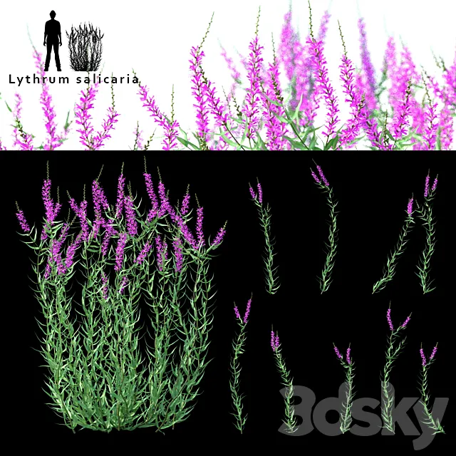 Green stalk flowers | Lythrum salicaria 3D Model