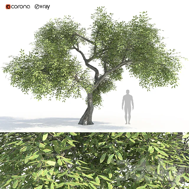 Green tree 2 3DModel