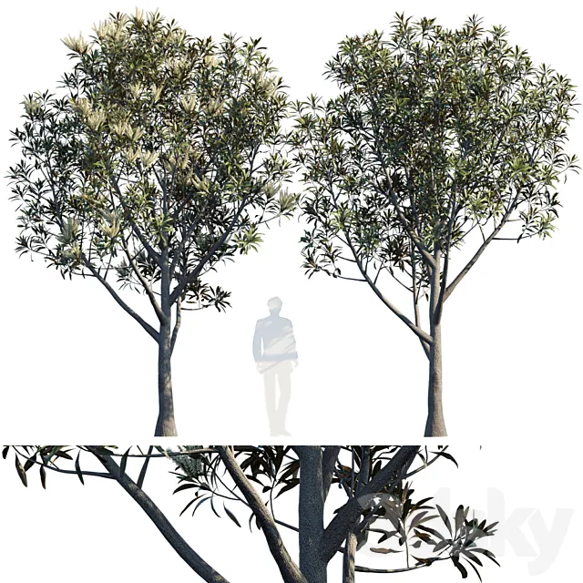 Grevillea Baileyana | Brown Silky Oak 3DModel
