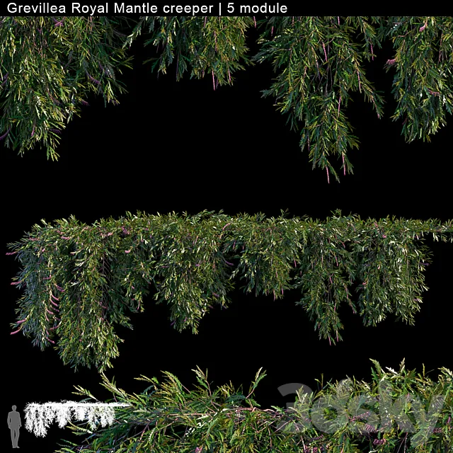 Grevillea Royal Mantle creeper | 5 module 3DModel
