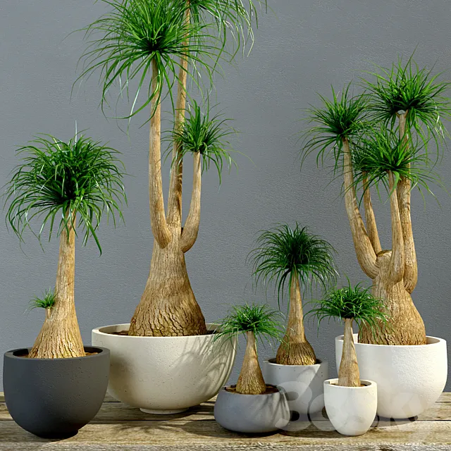 Group Bokarneya palms (Beaucarnea) 3D Model