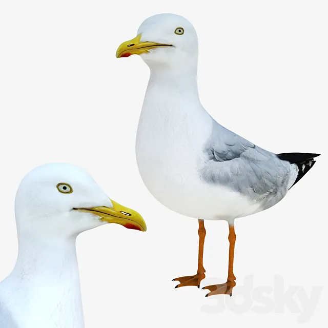 Gull 3D Model