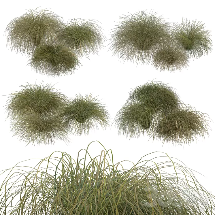 HairSedge 3D Model