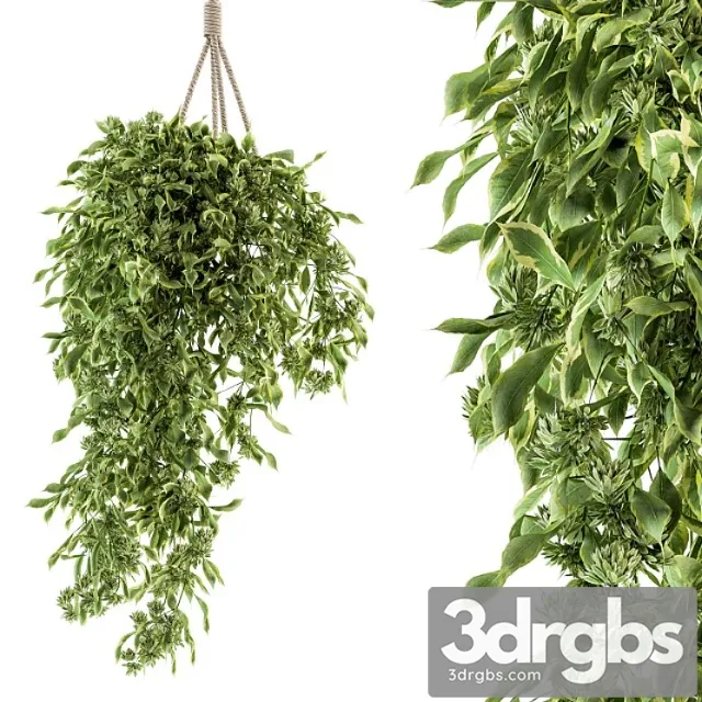 Hanging box plant - set 154