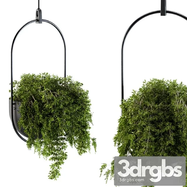 Hanging box plant - set 83