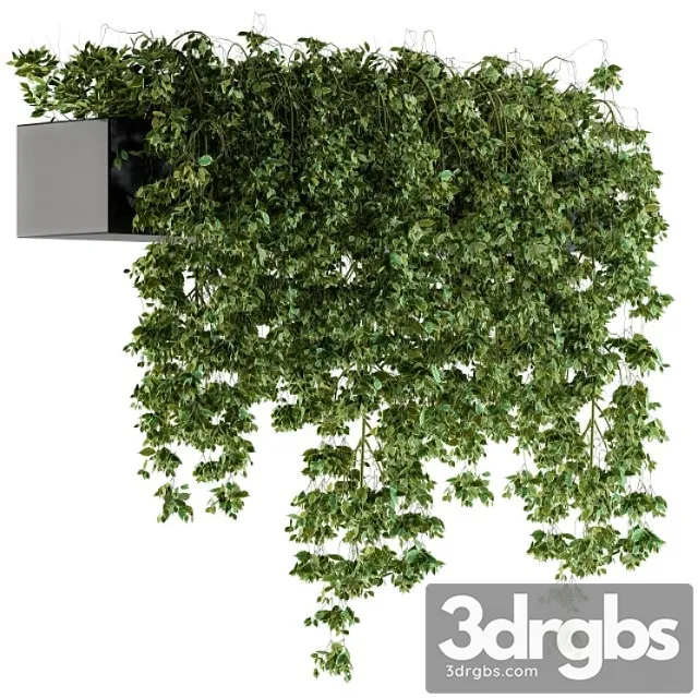 Hanging Ivy Plants In Pot 3D Model Free