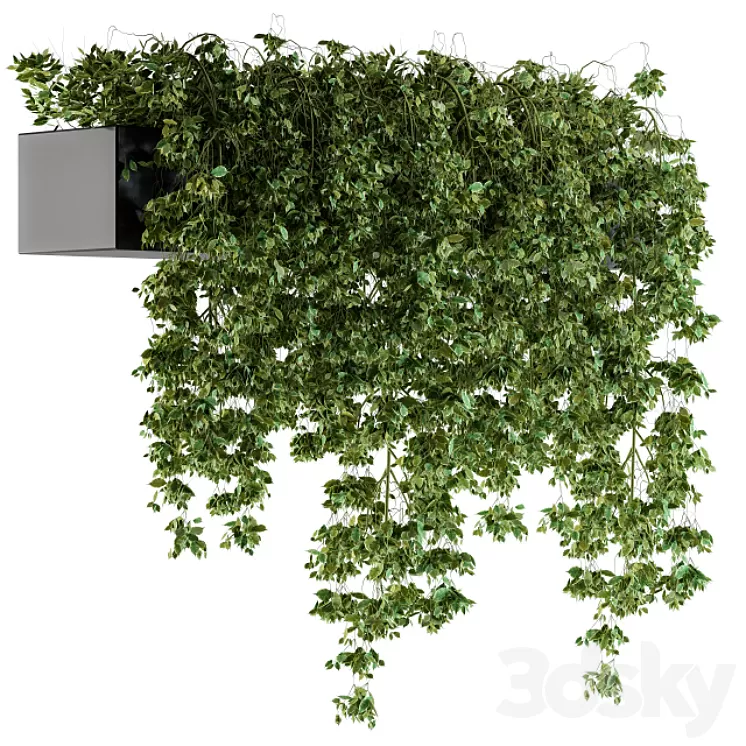 Hanging ivy Plants in Pot 3D Model