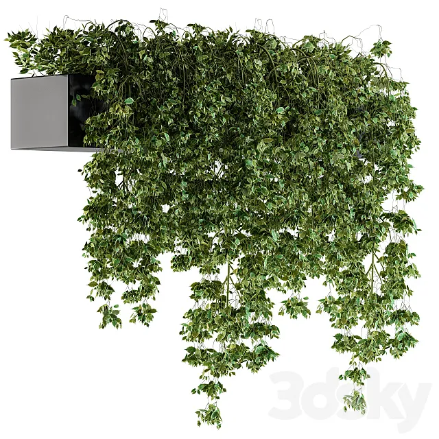 Hanging ivy Plants in Pot 3DModel