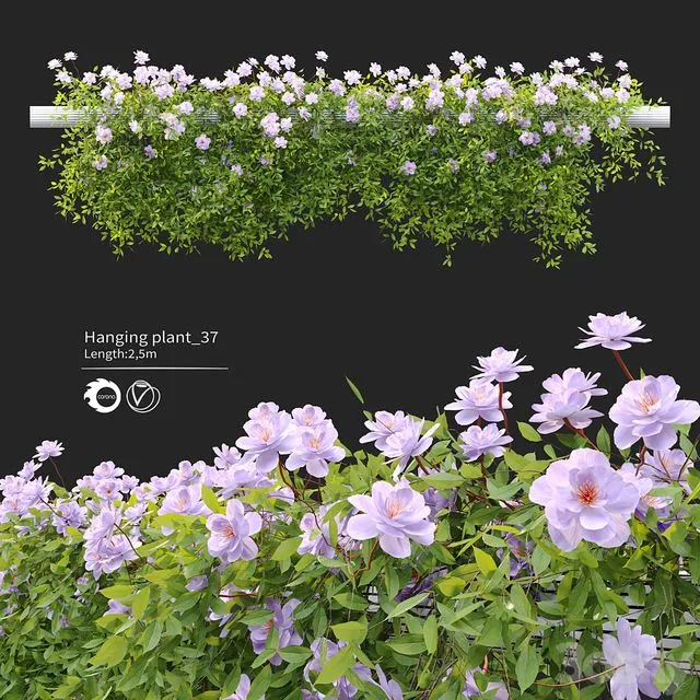 Hanging Plant 37 Free Download