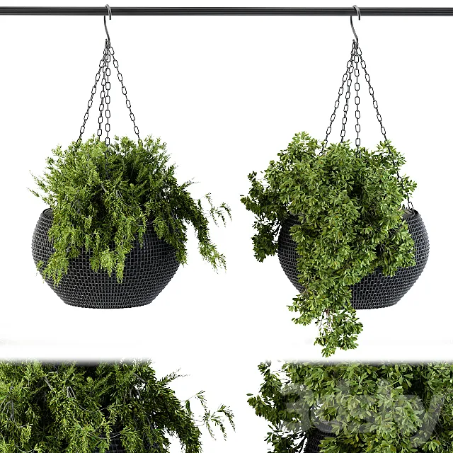 Hanging plant in black pot 3D Model