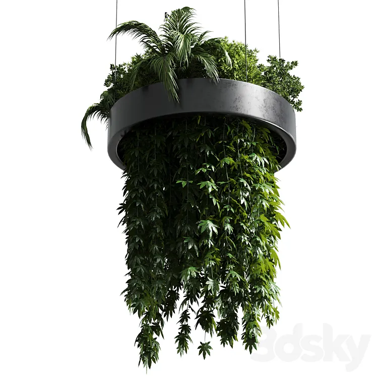 Hanging plant - indoor plant 292 3D Model Free