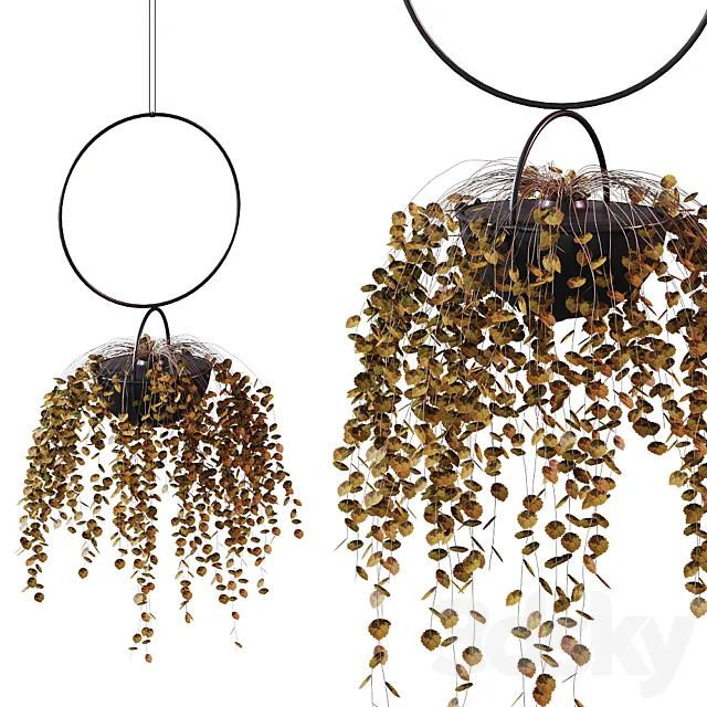 Hanging Planter Plant # 2 _ BLUMENKUGEL EDITION 3DModel