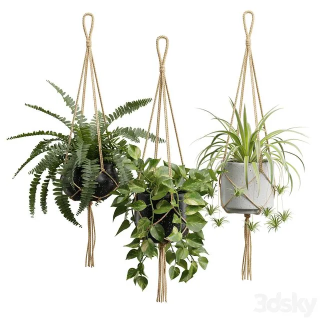 Hanging Plants 01 3D Model