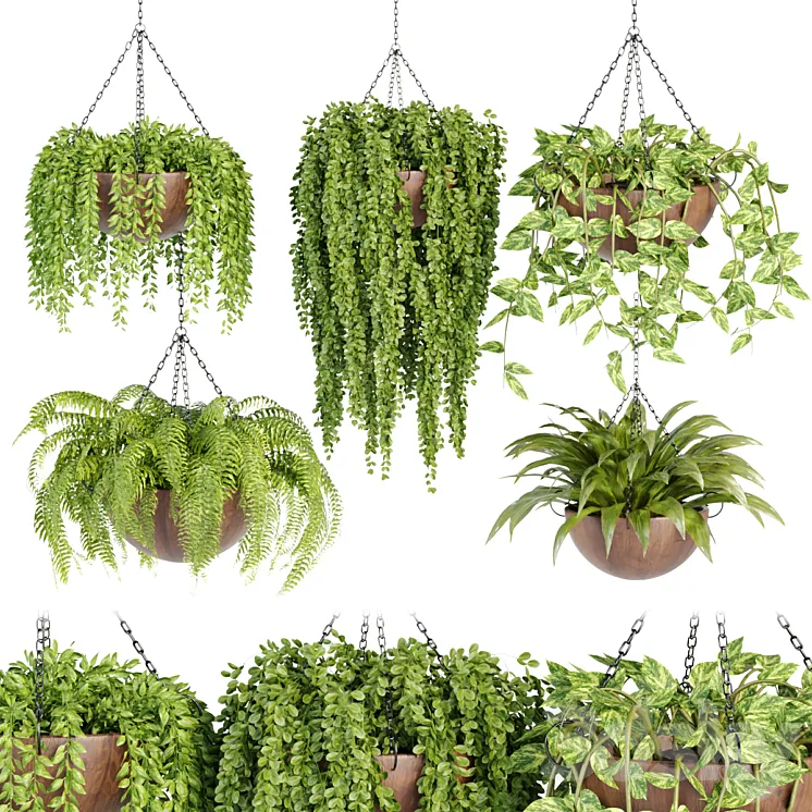 Hanging plants collection vol 33 3D Model Free