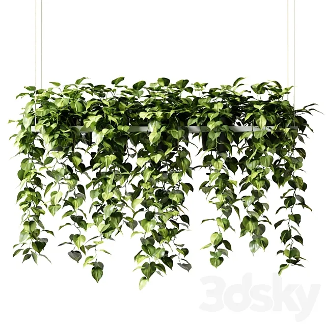 Hanging plants in a rectangular planter (Epipremium) 3D Model