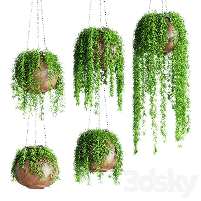 Hanging plants in pots 3D Model