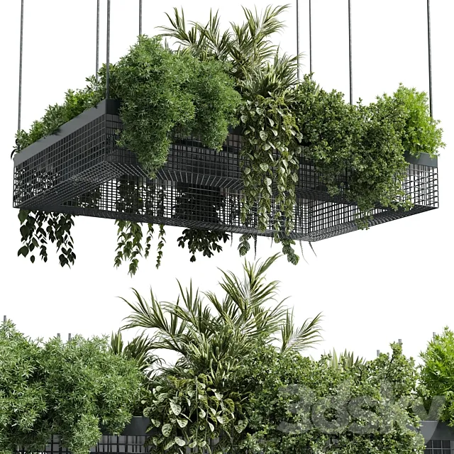 hanging plants - indoor plant set 447 Rectangle pendant pot vray 3D Model