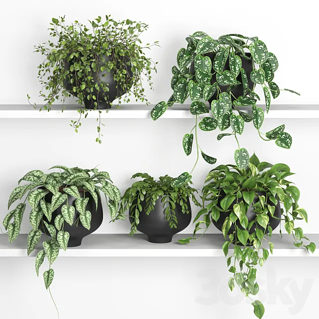 hanging plants on shelf 2 Free Download