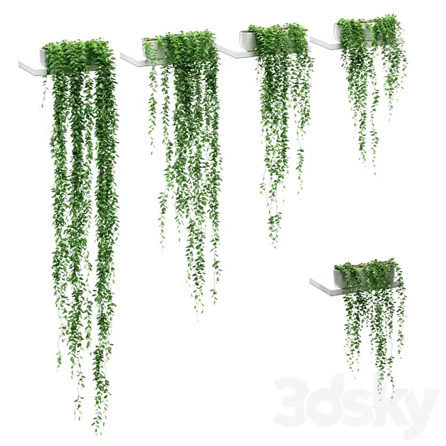 Hanging plants on the shelves. 5 models 3D Model
