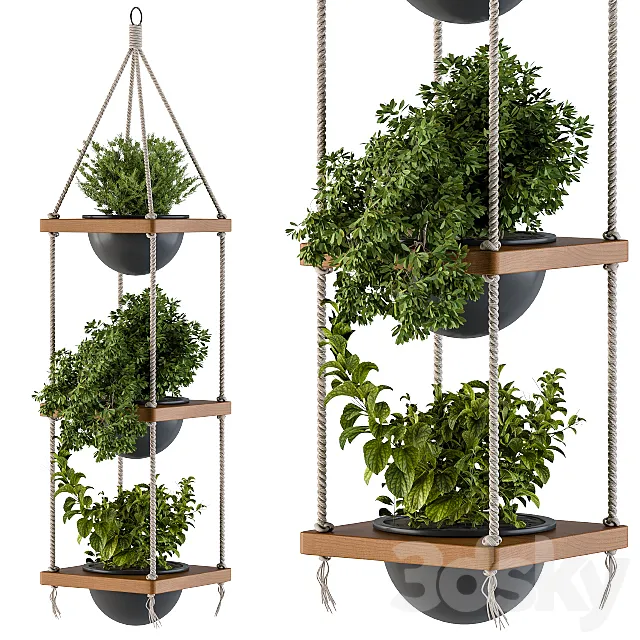 Hanging Plants Rope and Wood 3D Model