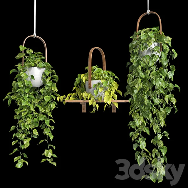 Hanging plants - Scindapsus 3D Model