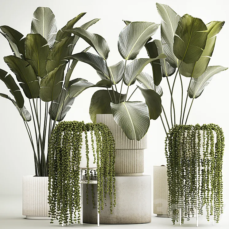 Hanging plants Succulents Rowley and Calathea lutea Strelitzia in pots. Set of plants 1322 3D Model Free
