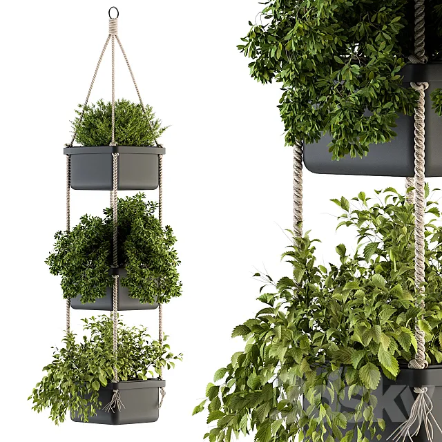 Hanging pot with Rope - indoor Plants 164 3DModel