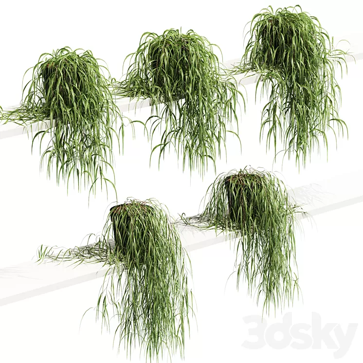 Hanging potted plant on the shelf. 5 models 3D Model Free