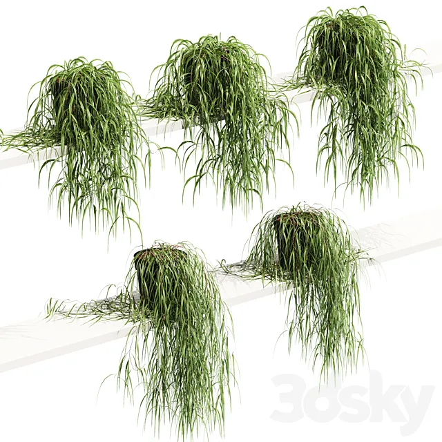 Hanging potted plant on the shelf. 5 models 3DModel