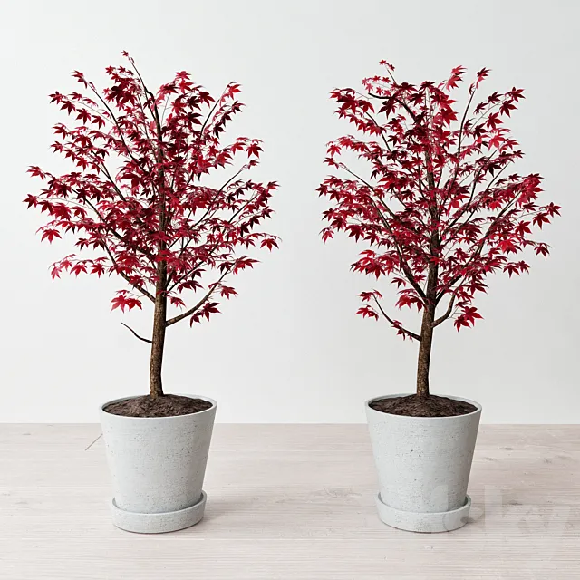 Hay Flowerpot (maple in a pot) 3D Model