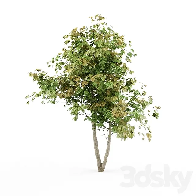 HD_tree_01_jefpreti.com 3D Model