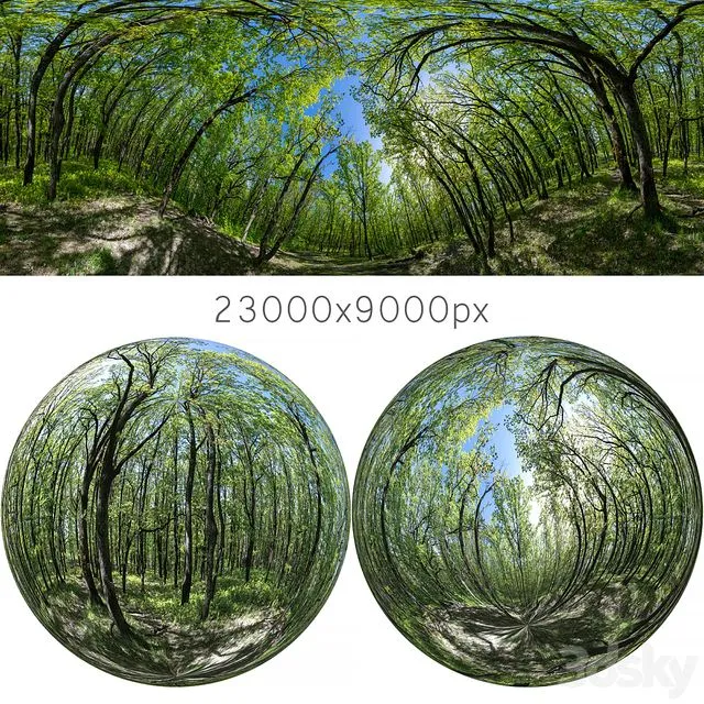 HDRI map from oak forest 3D Model