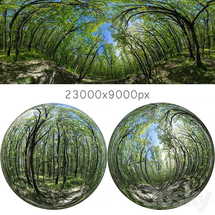 HDRI map from oak forest 3D Model