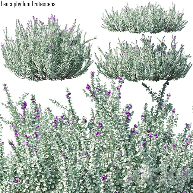 Heavenly cloud sage | Leucophyllum frutescens 3D Model