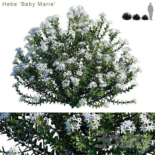 Hebe baby marie 3D Model