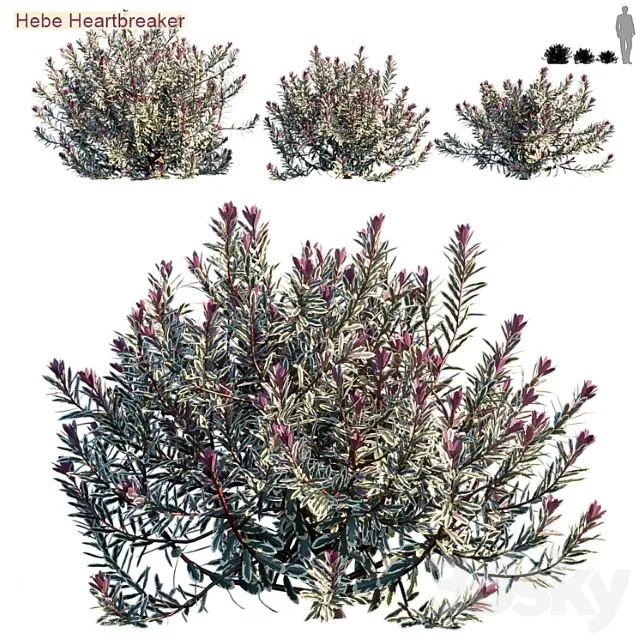 Hebe Heartbreaker 3D Model Free