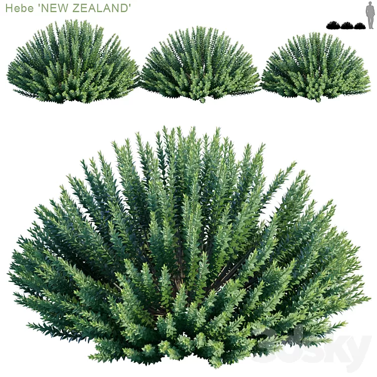 Hebe new zealand 3D Model