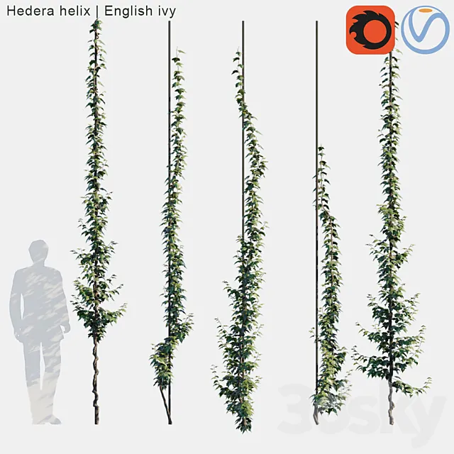 Hedera helix | English ivy vertical cordon 3DModel