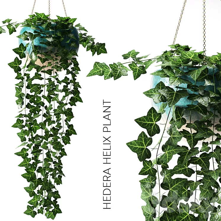 hedera helix plant 3D Model