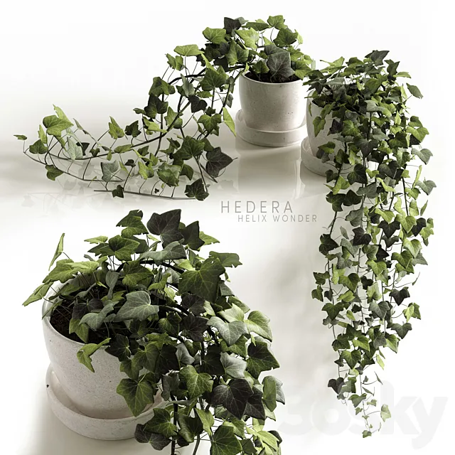 Hedera Helix wonder 3DModel