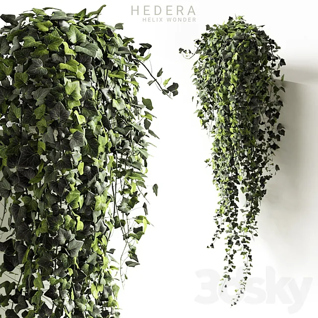 Hedera helix wonder long 3D Model