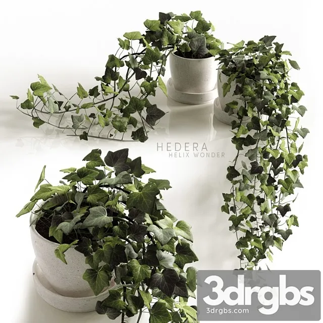 Hedera helix wonder