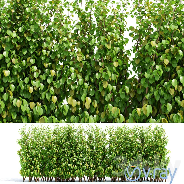 Hedge 3D Model