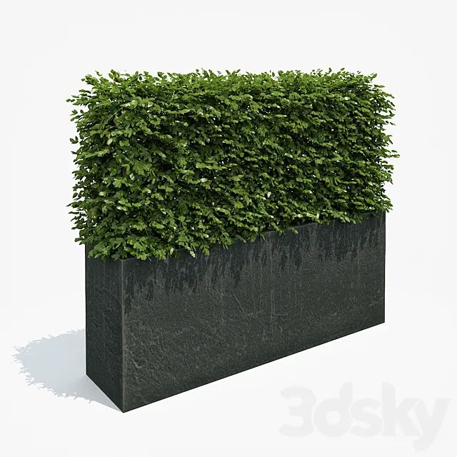 Hedge in black plantere 3DModel
