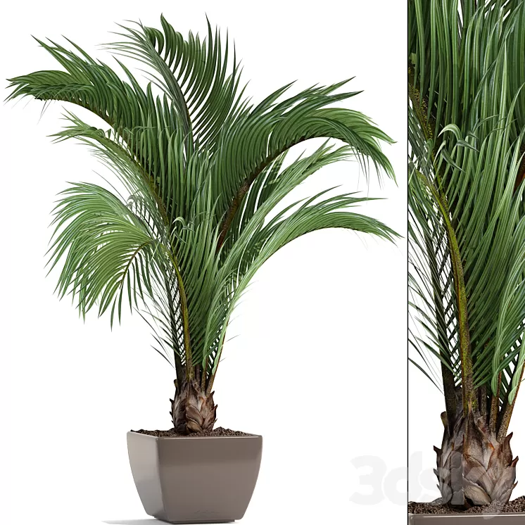 Hedyscepe canterburyana Areca palm tree decorative interior indoor pot flowerpot flower decor 3D Model