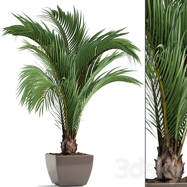 Hedyscepe canterburyana. Areca palm tree. decorative. interior. indoor. pot. flowerpot. flower. decor 3DModel