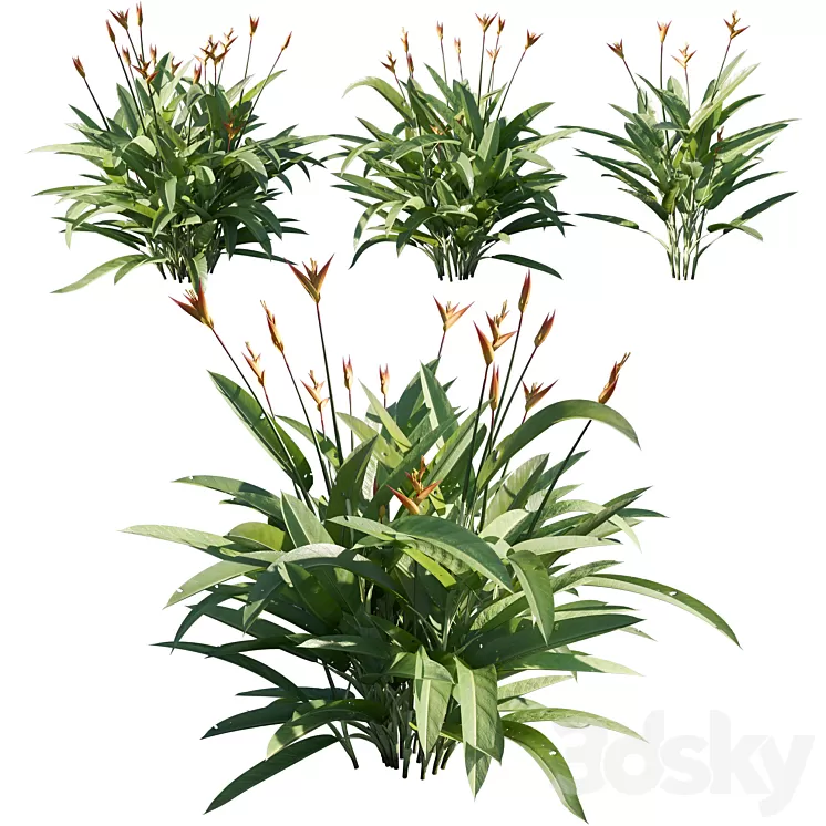 Heliconia psittacorum 02 3D Model