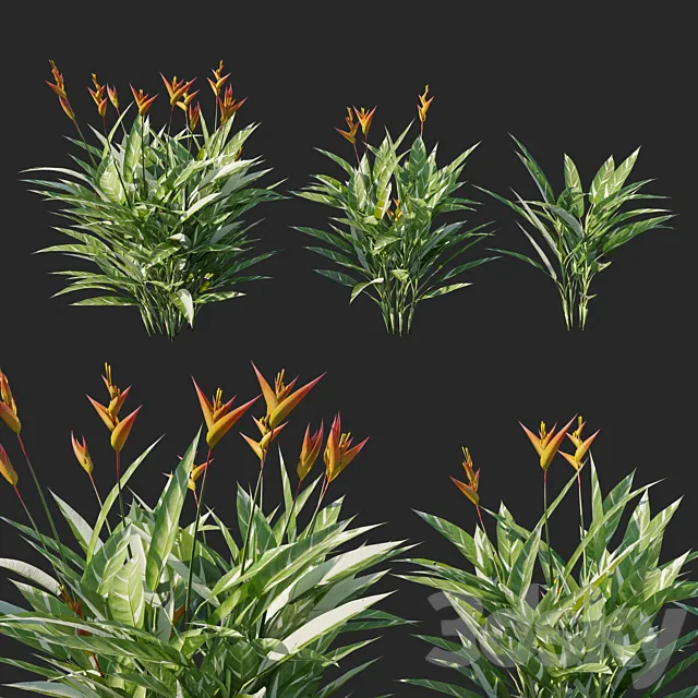 Heliconia psittacorum variegated 02 3D Model