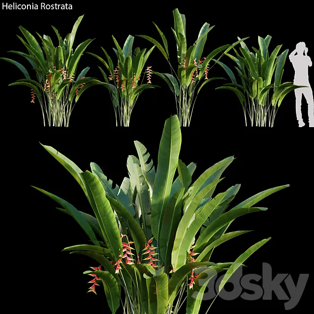 Heliconia Rostrata 01 3D Model