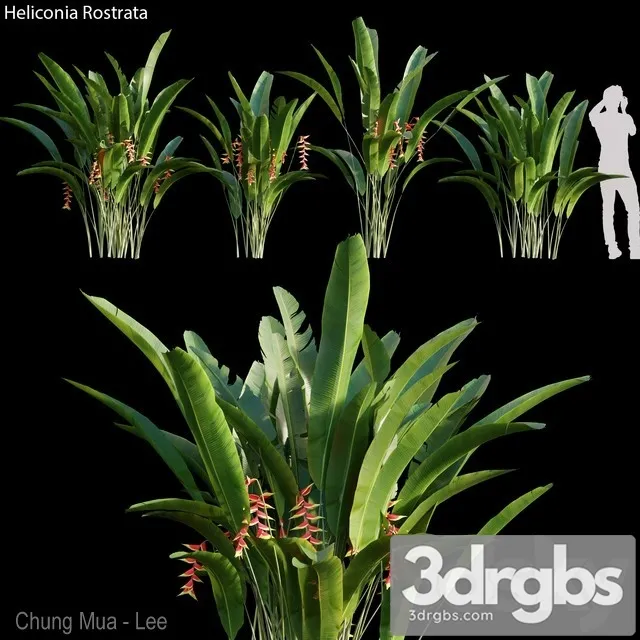 Heliconia Rostrata 3D Model Free